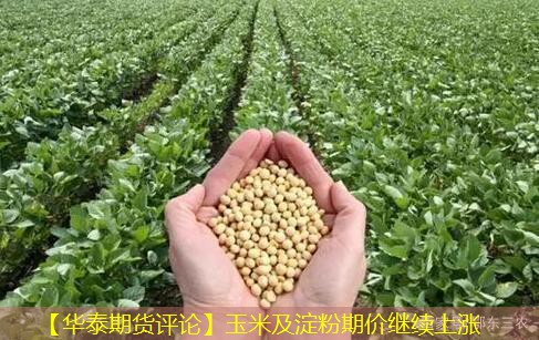 【华泰期货评论】玉米及淀粉期价继续上涨