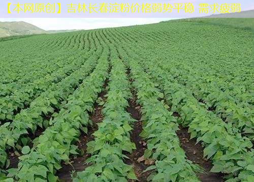 【本网原创】吉林长春淀粉价格弱势平稳 需求疲弱