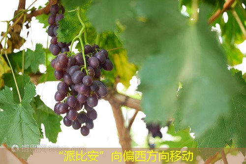 “派比安”向偏西方向移动