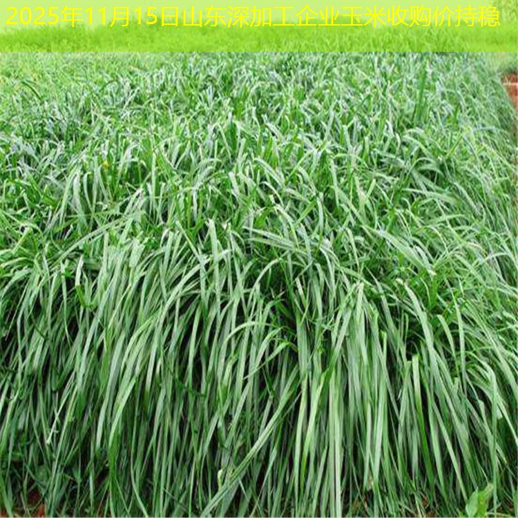 2025年11月15日山东深加工企业玉米收购价持稳