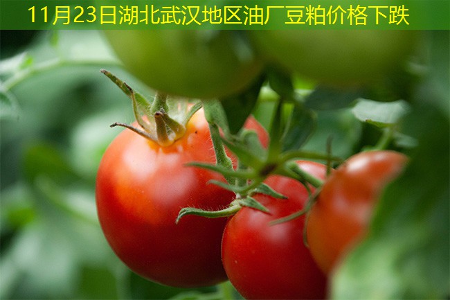 11月23日湖北武汉地区油厂豆粕价格下跌