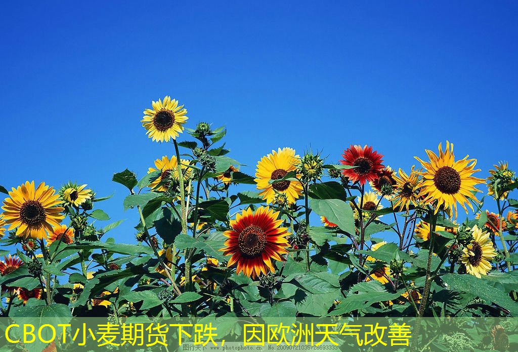 CBOT小麦期货下跌，因欧洲天气改善