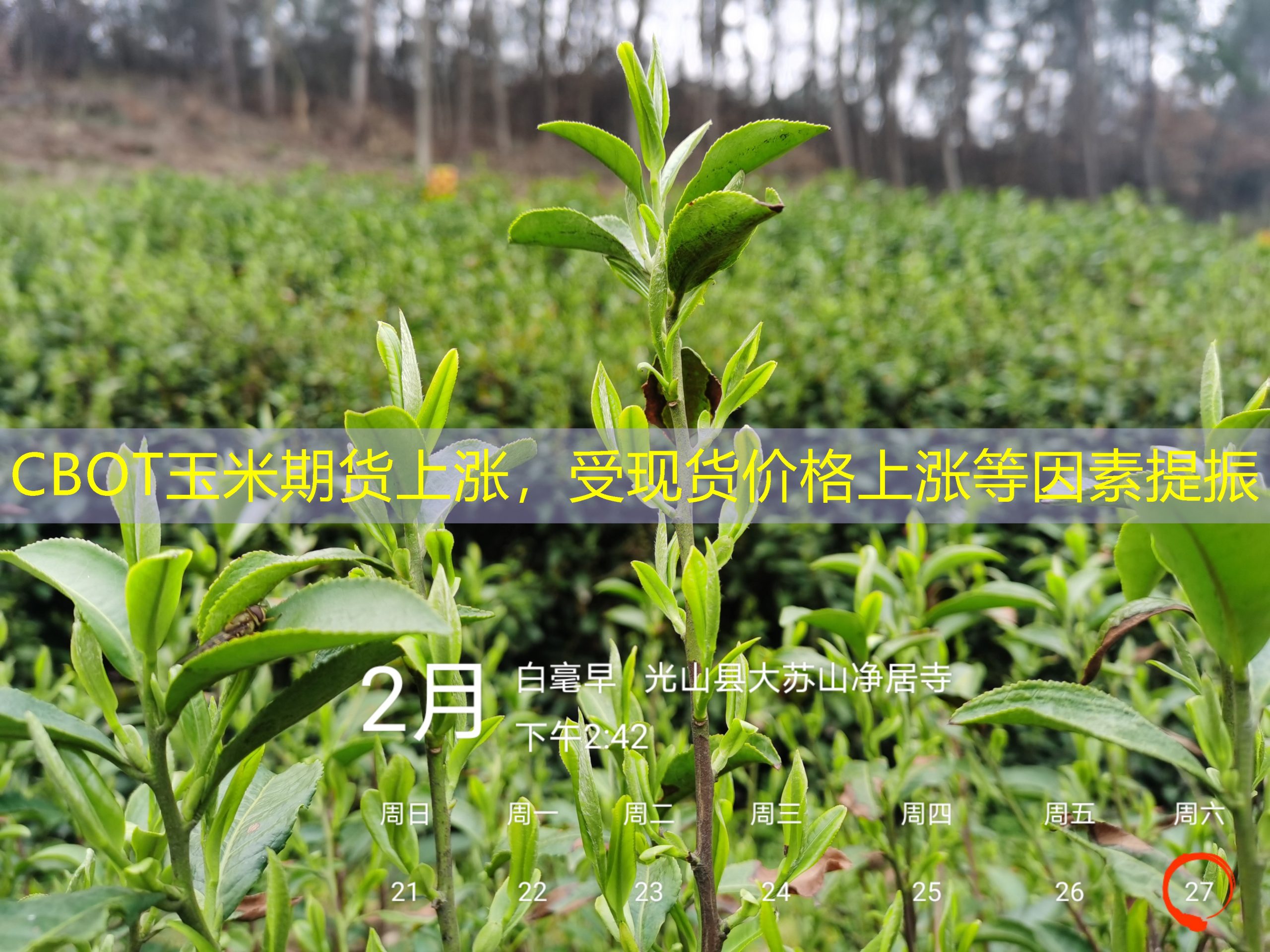 CBOT玉米期货上涨，受现货价格上涨等因素提振