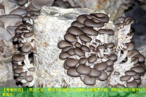 【考察快讯】（黑龙江组）青冈玉米用粮企业短期内收粮意愿不高