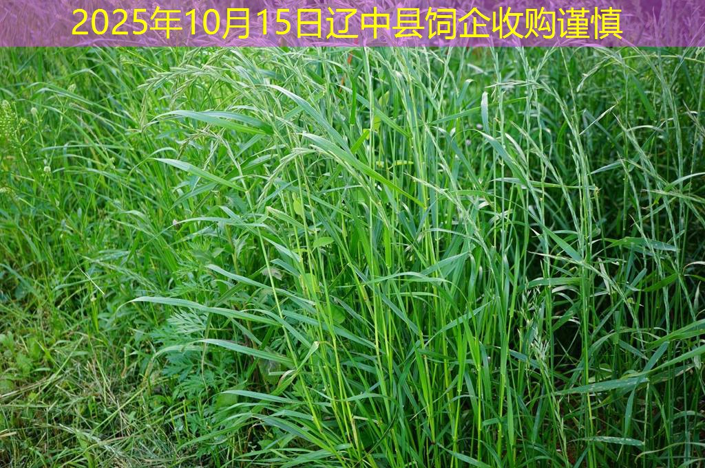 2025年10月15日辽中县饲企收购谨慎