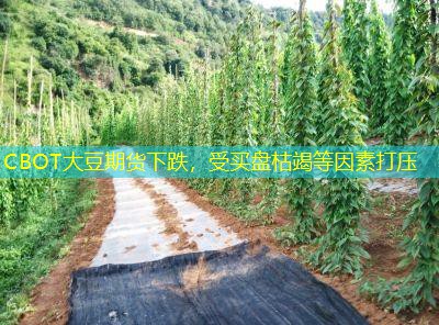 CBOT大豆期货下跌，受买盘枯竭等因素打压