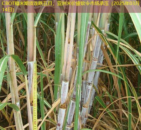 CBOT糙米期货连跌五日，亚洲米价疲软令市场承压（2025年03月14日）