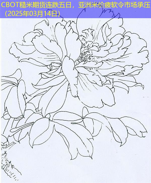 CBOT糙米期货连跌五日，亚洲米价疲软令市场承压（2025年03月14日）