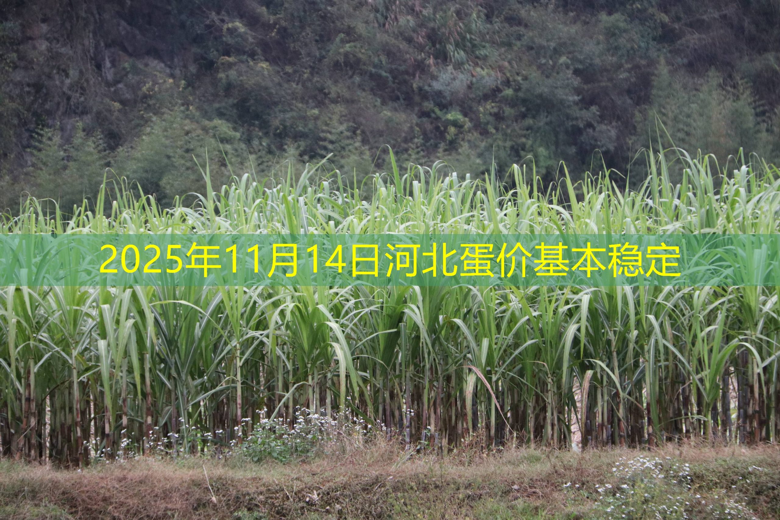 2025年11月14日河北蛋价基本稳定