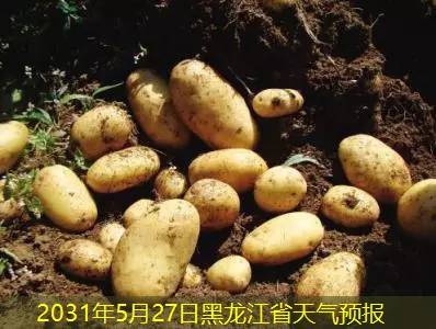 2031年5月27日黑龙江省天气预报