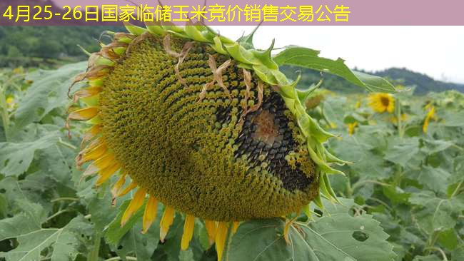 4月25-26日国家临储玉米竞价销售交易公告
