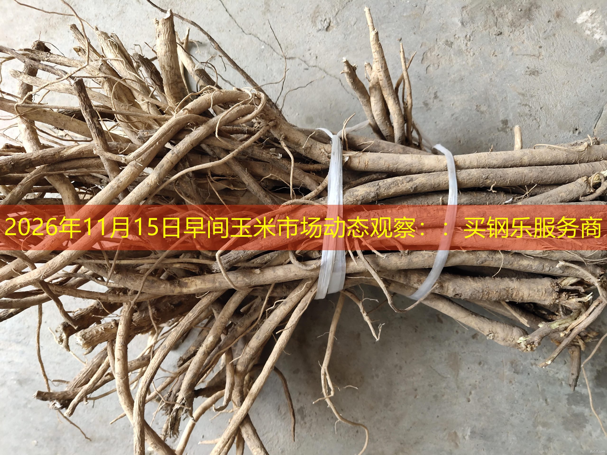 2026年11月15日早间玉米市场动态观察：