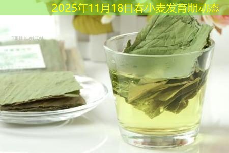 2025年11月18日春小麦发育期动态