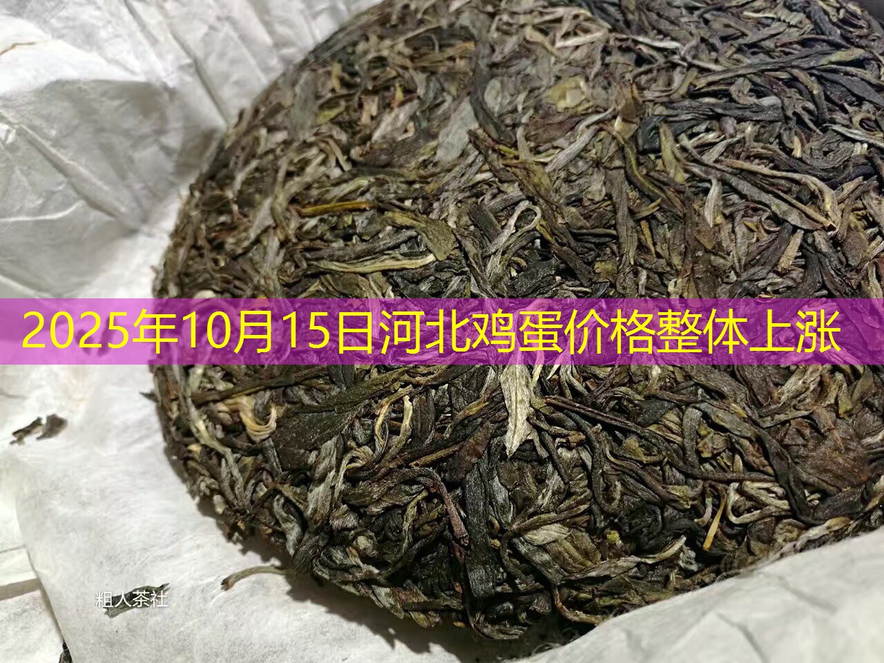 2025年10月15日河北鸡蛋价格整体上涨