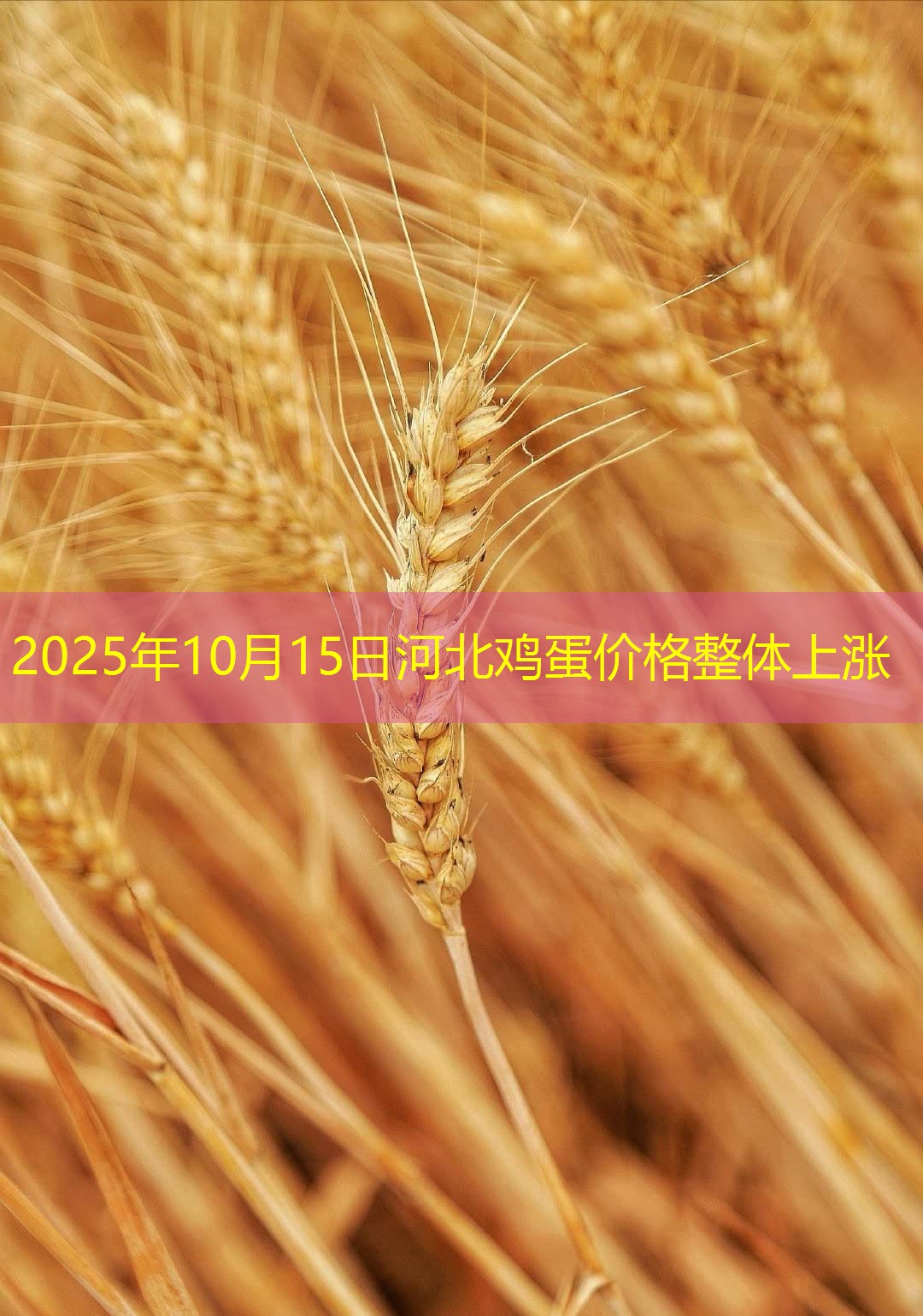 2025年10月15日河北鸡蛋价格整体上涨