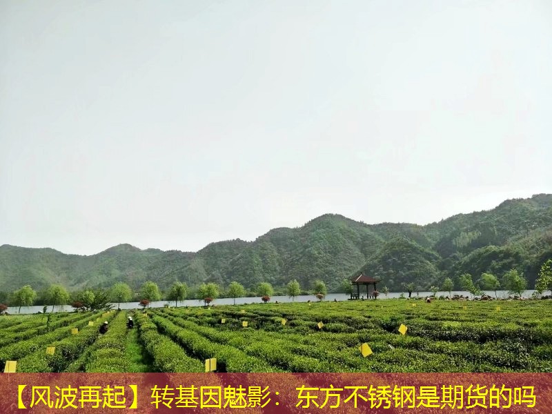 【风波再起】转基因魅影：东方不锈钢是期货的吗