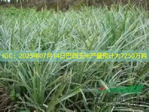 IGC：2025年07月14日巴西玉米产量预计为7250万吨