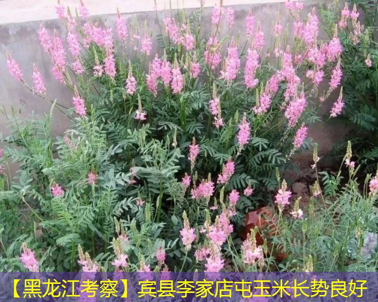 【黑龙江考察】宾县李家店屯玉米长势良好