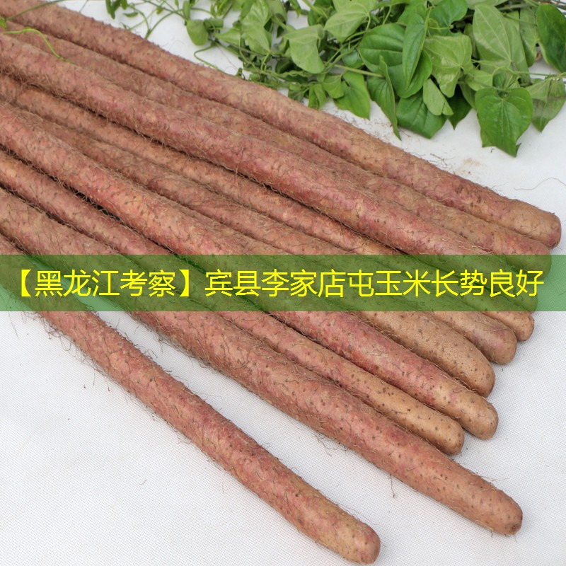【黑龙江考察】宾县李家店屯玉米长势良好