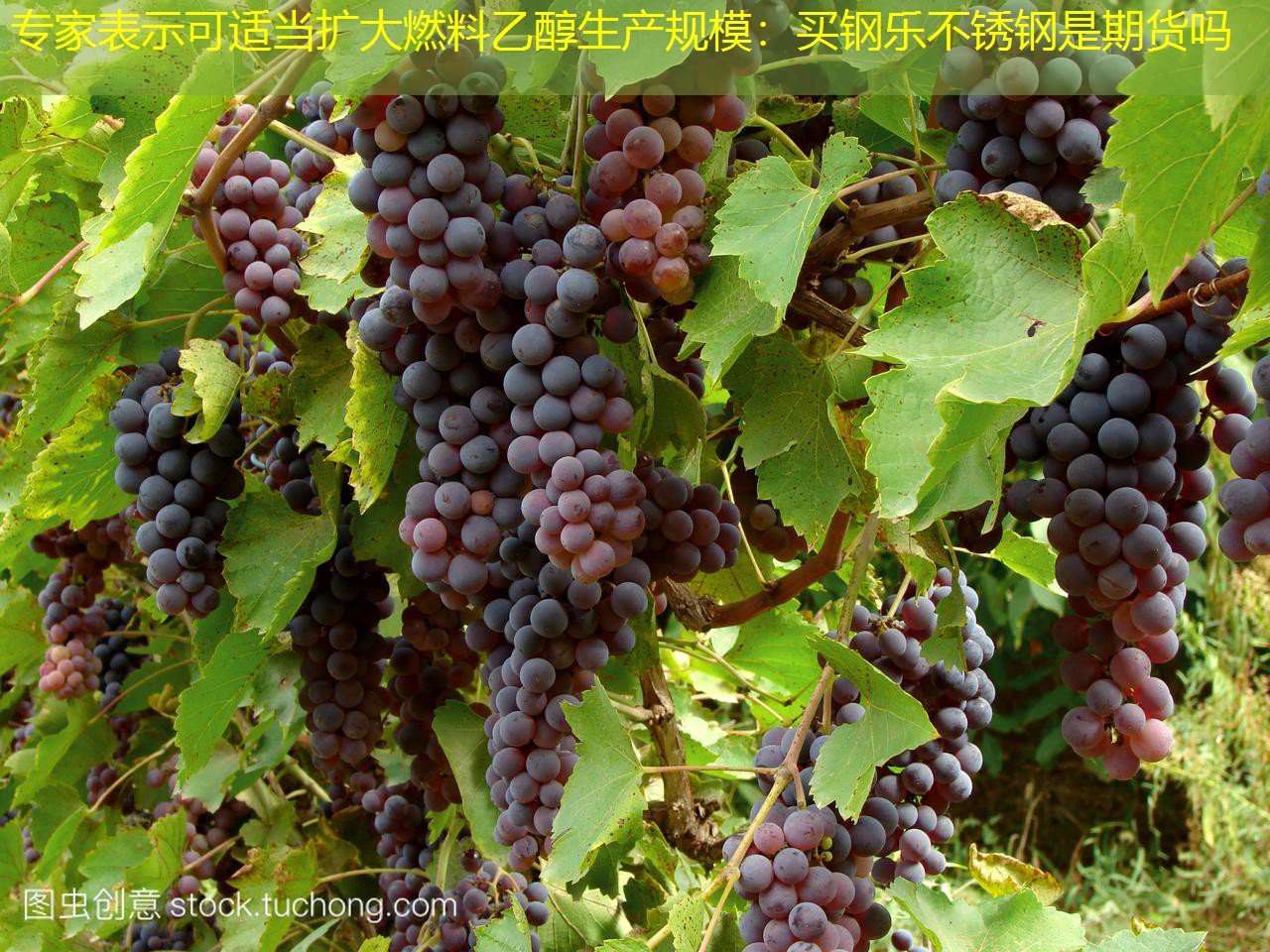 专家表示可适当扩大燃料乙醇生产规模