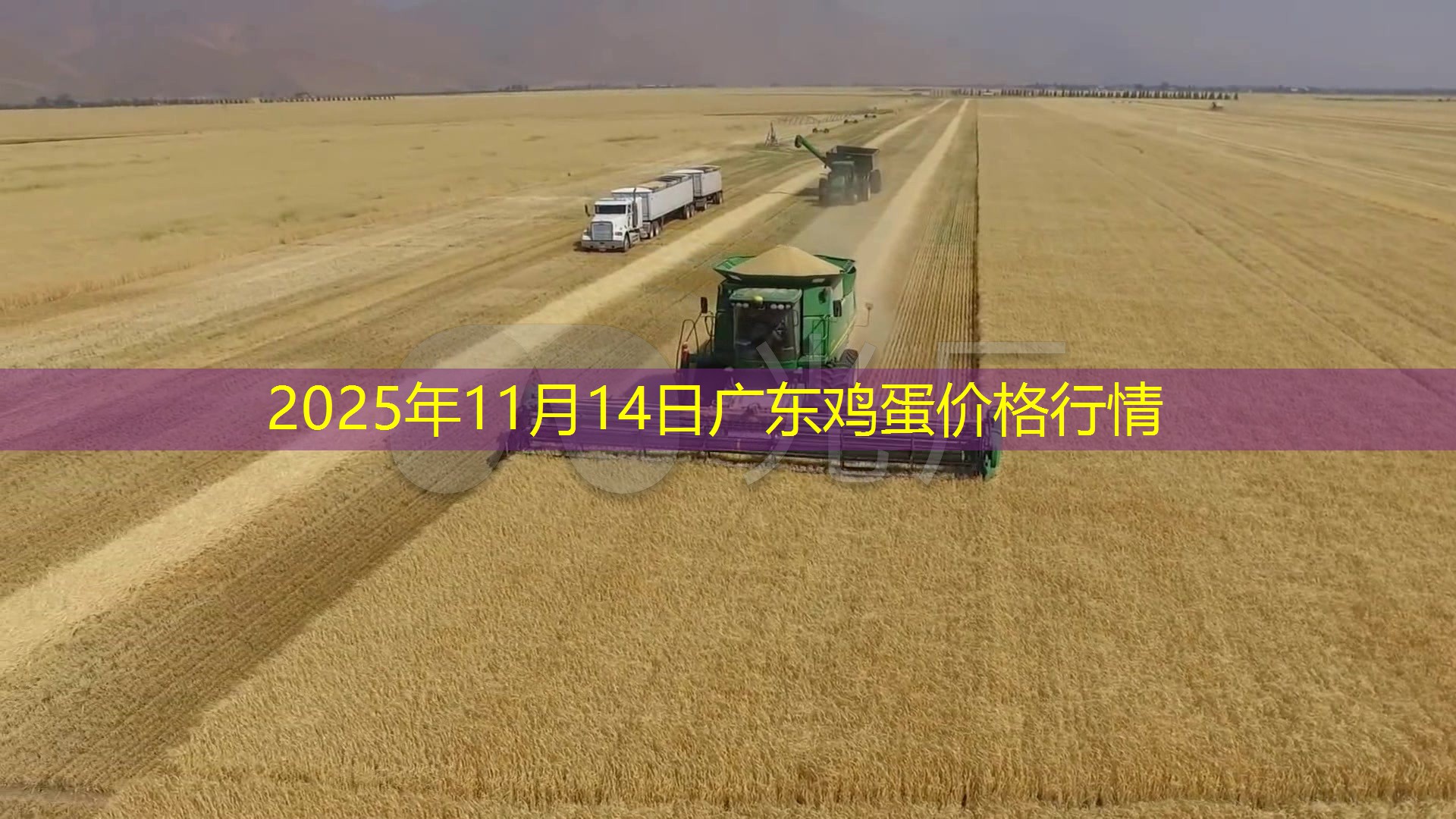 2025年11月14日广东鸡蛋价格行情