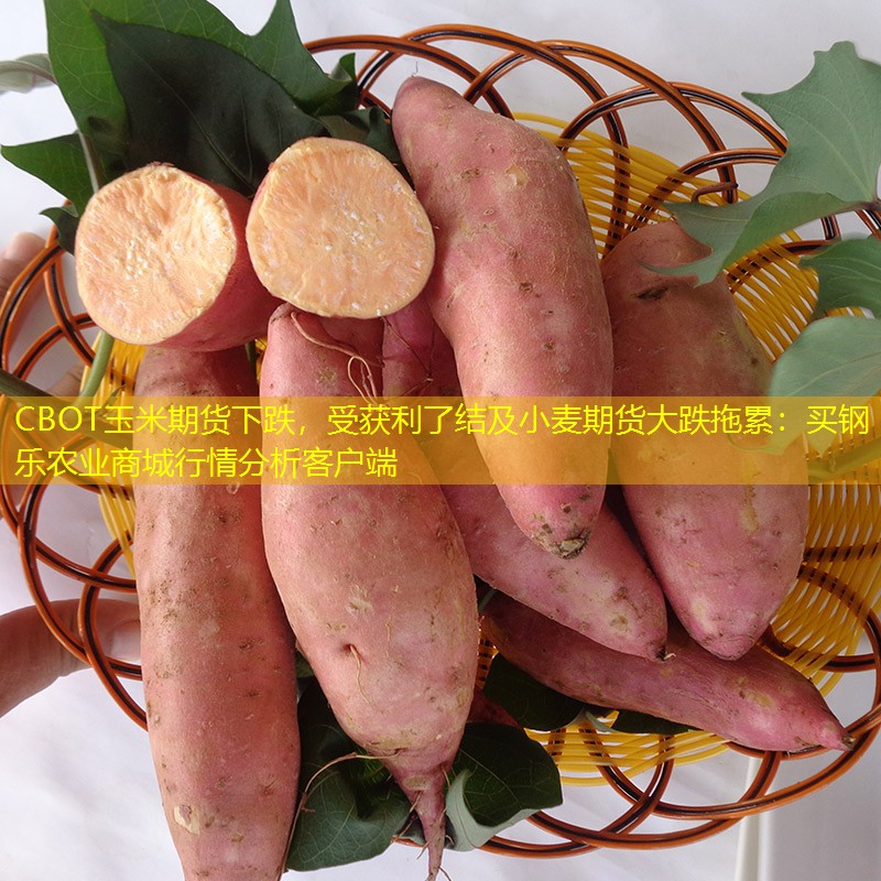 CBOT玉米期货下跌，受获利了结及小麦期货大跌拖累：买钢乐农业商城行情分析客户端