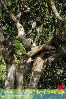 2025年11月15日漳平市专项储备粮轮换竞价采购交易会公告