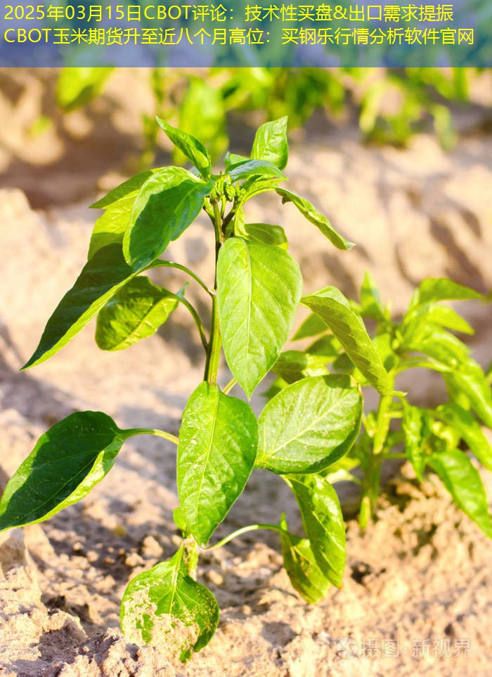 2025年03月15日CBOT评论：技术性买盘&出口需求提振 CBOT玉米期货升至近八个月高位：买钢乐行情分析软件官网