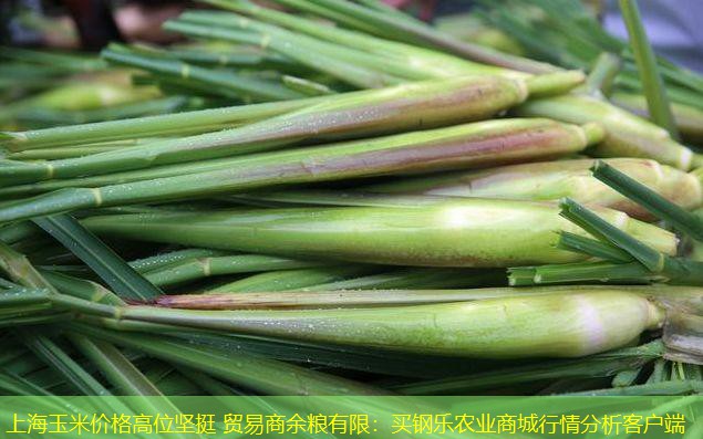 上海玉米价格高位坚挺 贸易商余粮有限