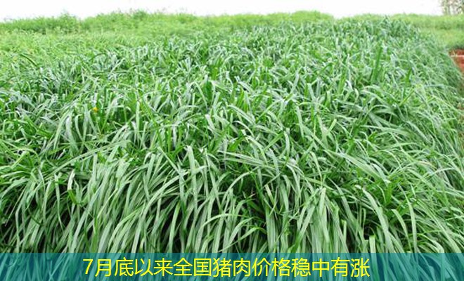 7月底以来全国猪肉价格稳中有涨