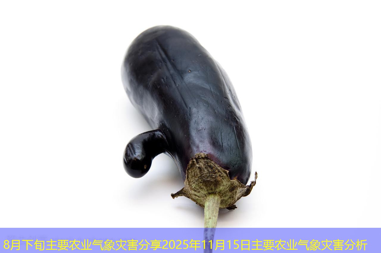 8月下旬主要农业气象灾害分享2025年11月15日主要农业气象灾害分析