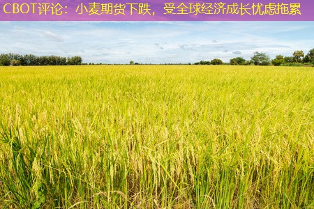 CBOT评论：小麦期货下跌，受全球经济成长忧虑拖累