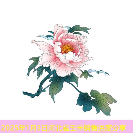 2025年1月3日河北省玉米销售进度分享
