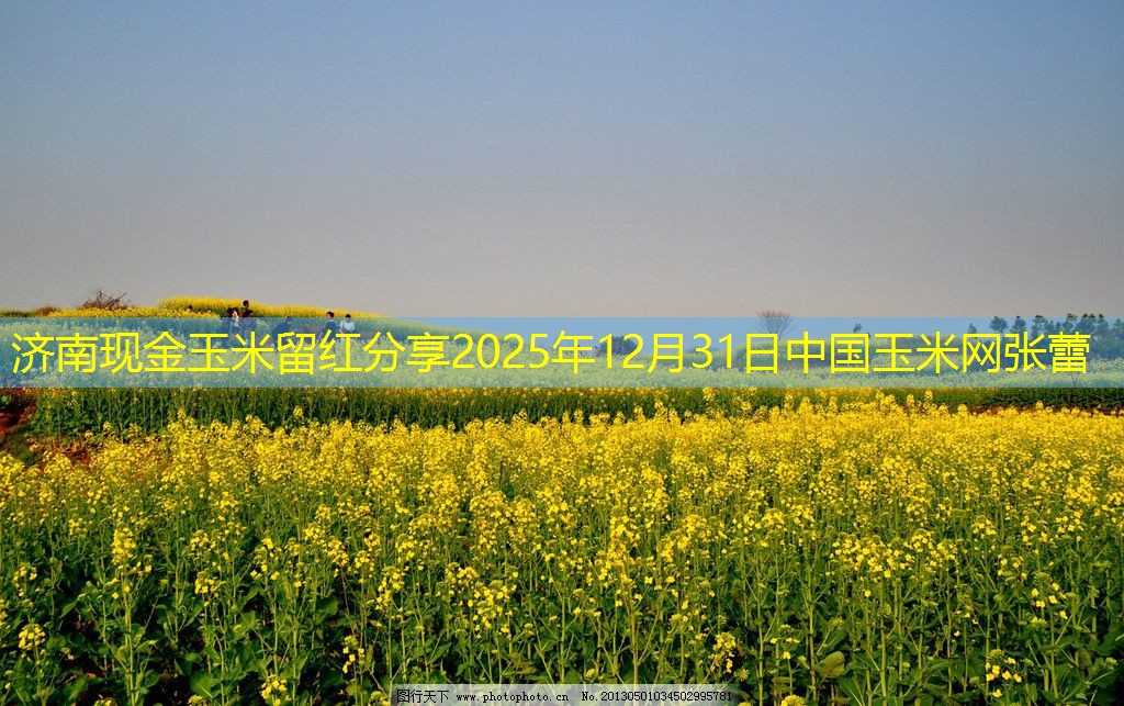 济南现金玉米留红分享2025年12月31日中国玉米网张蕾