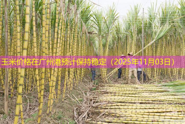 玉米价格在广州港预计保持稳定（2025年11月03日）