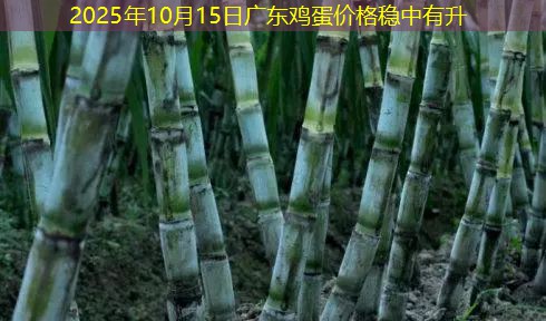 2025年10月15日广东鸡蛋价格稳中有升