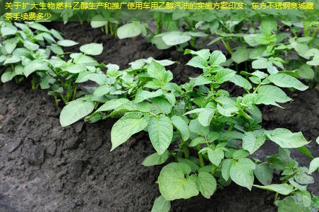 关于扩大生物燃料乙醇生产和推广使用车用乙醇汽油的实施方案印发：东方不锈钢商城藏茶手续费多少